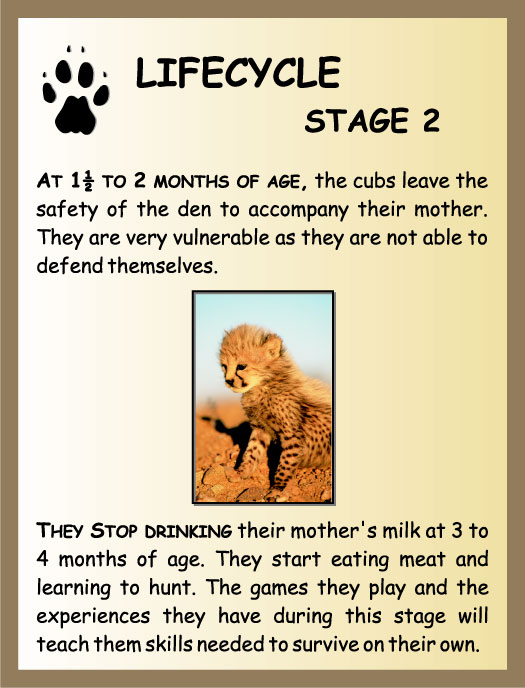 What is the life cycle of a cheetah?